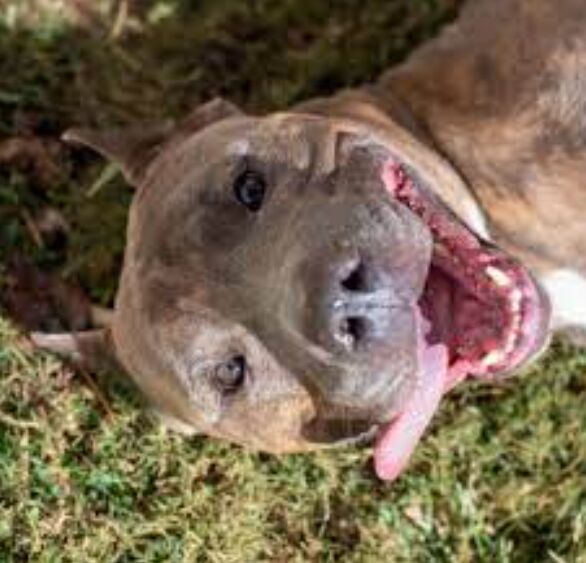 Dog exercise activities